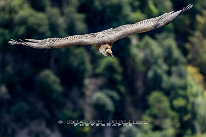 Vautour fauve Gorges du verdon, belvedère de la Carelle