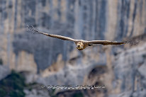 Vautour fauve Gorges du verdon, belvedère de la Carelle