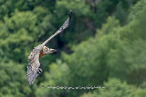 Vautour fauve Gorges du verdon, belvedère de la Carelle