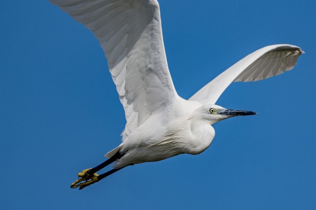 Aigrette garzette