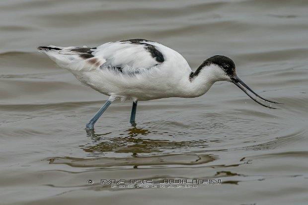 Avocette élégante