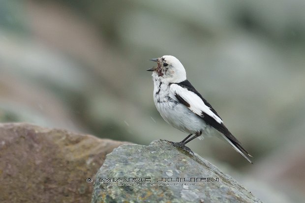 Bruant des neiges