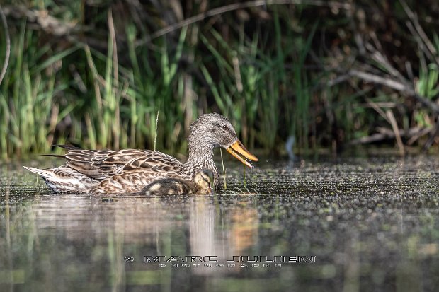 Canard colvert